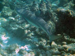 Reef Shark