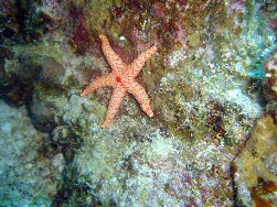 Starfish