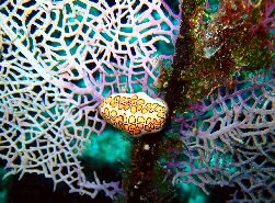 Nudibranch