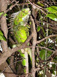 Iguana