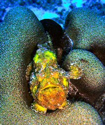 Frogfish