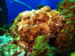 Scorpionfish