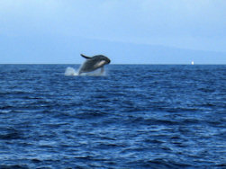 Humpback Whale