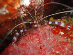 Cleaner shrimp