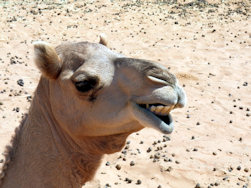 Camel