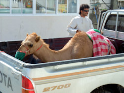 Camelvan