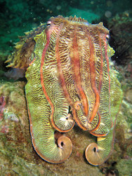 Cuttlefish 1