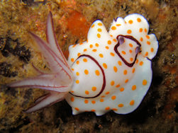 Nudibranch