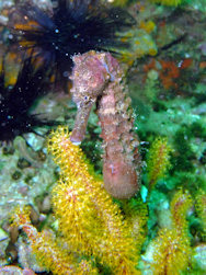 Seahorse 2