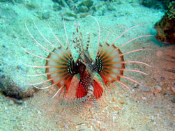 Lionfish