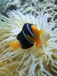 Clownfish