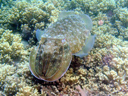 Cuttlefish 2