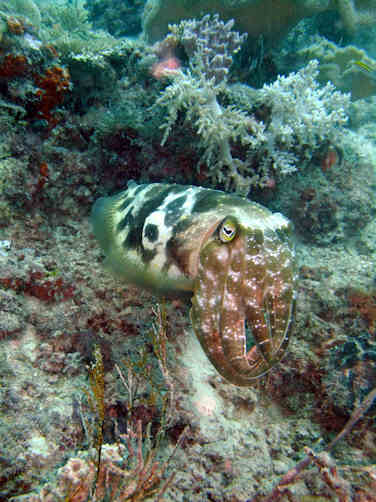 Cuttlefish