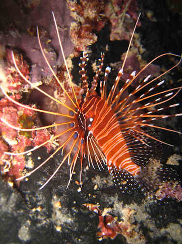 Lionfish