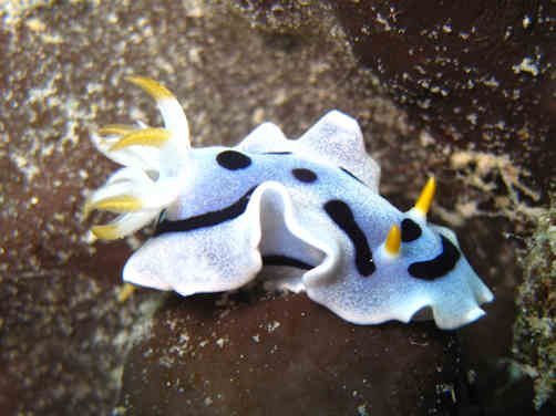 Nudibranch 1
