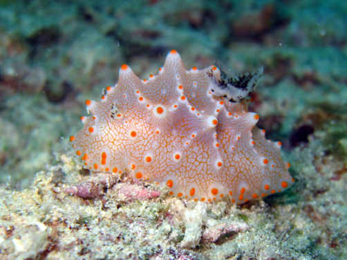 Nudibranch 2