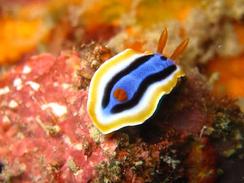 Nudibranch 3