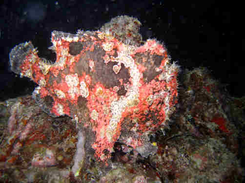 Frogfish fancy