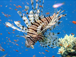 Common Lionfish