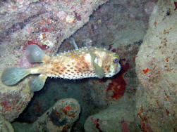 Porcupine Fish