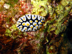 Chromodoris