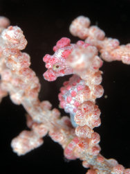 Pygmy Seahorse