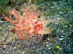 Hairy Scorpionfish