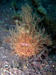 Hairy Frogfish
