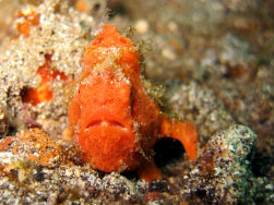 Red Frogfish