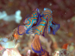 Mandarinfish
