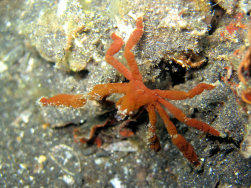 Orangutang Crab