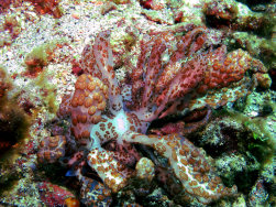 Solar-powered Nudibranch