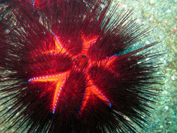 Urchin