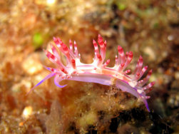 Nudibranch 2