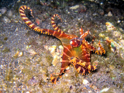 Wunderpus
