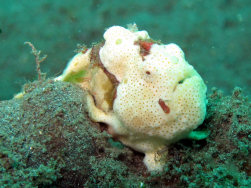 Clown Frogfish
