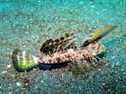 Dragonet