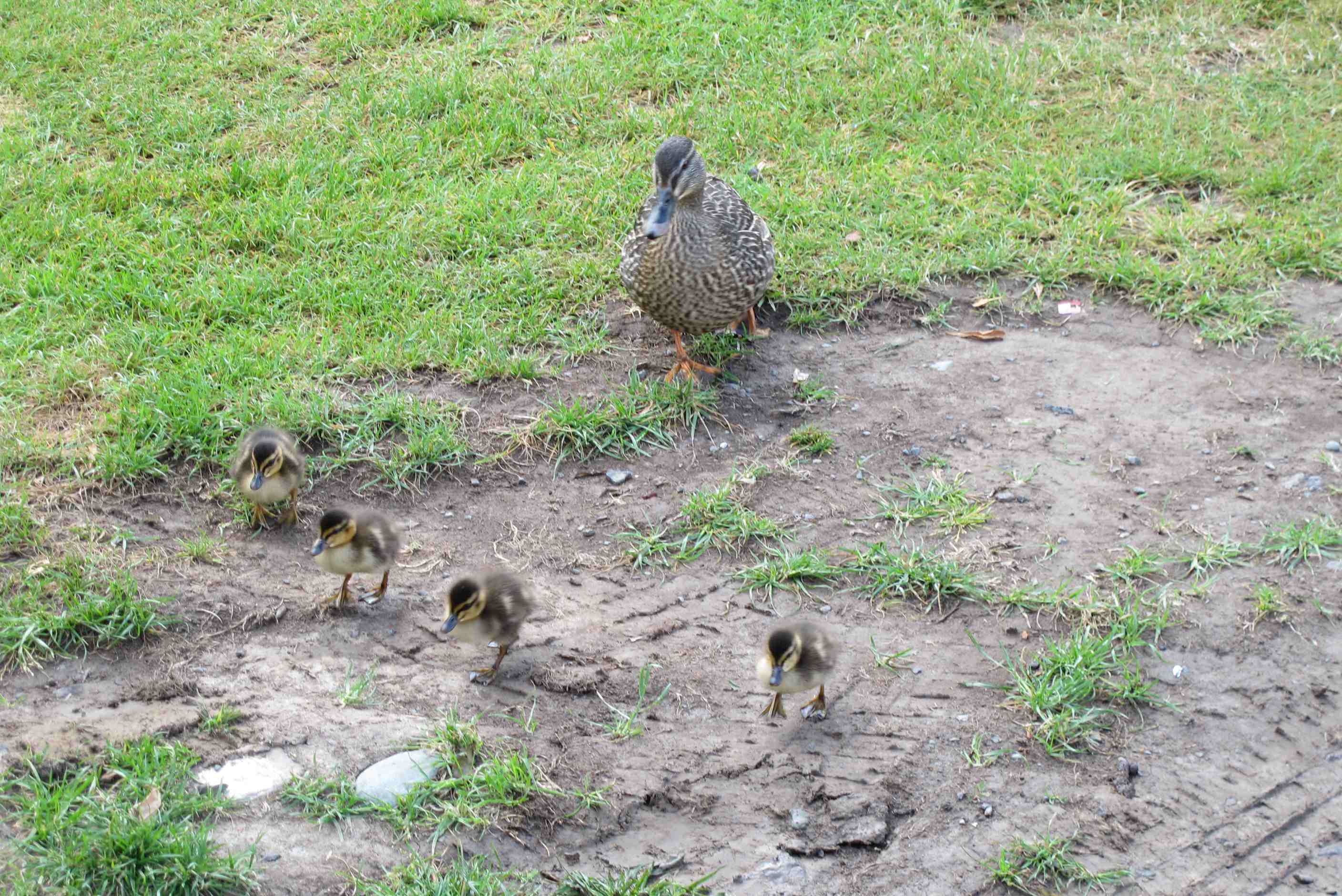 Mother Duck and Brood