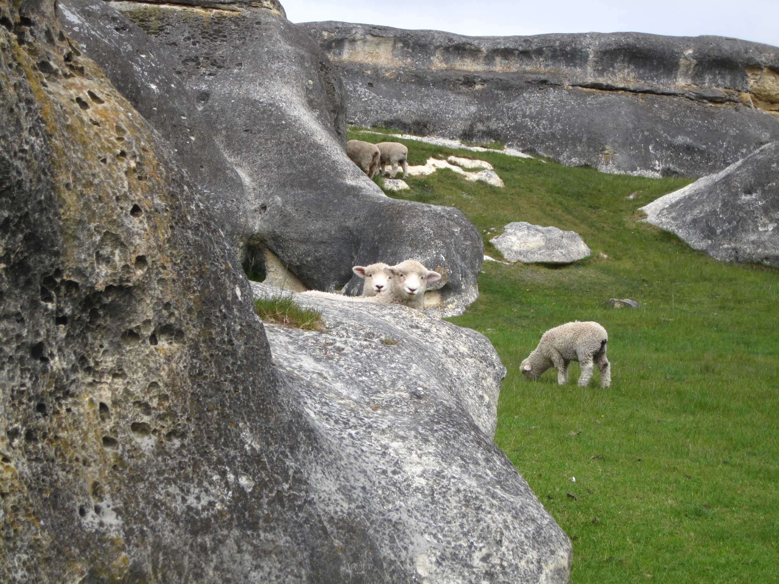 Lambs at Elephant Rocks