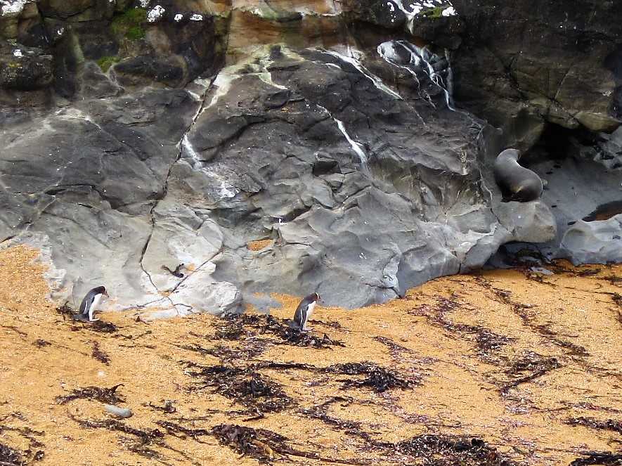 Yellow-Eyed-Penguins plus Seal