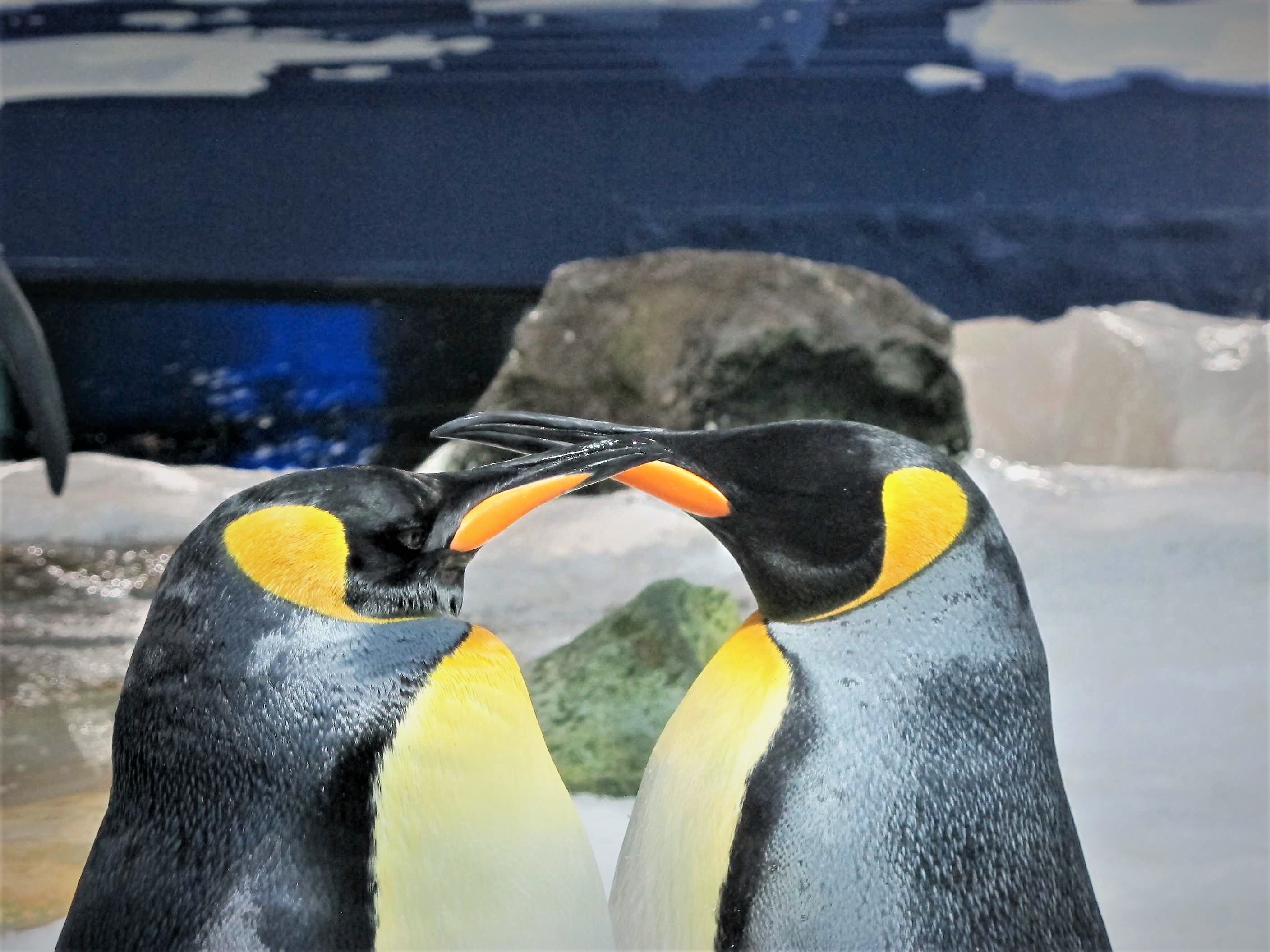 Amorous Penguins
